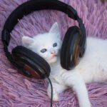The Beat of a Cat DNA Check: Understanding Your Feline’s Heritage