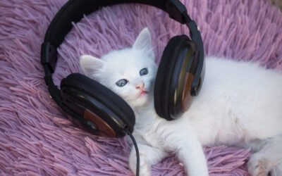 The Beat of a Cat DNA Check: Understanding Your Feline’s Heritage