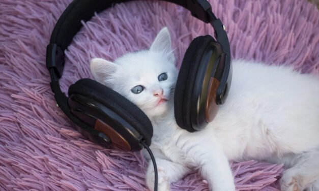 The Beat of a Cat DNA Check: Understanding Your Feline’s Heritage